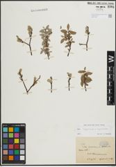 Foto von Salix lapponum L. x Salix myrsinites L.